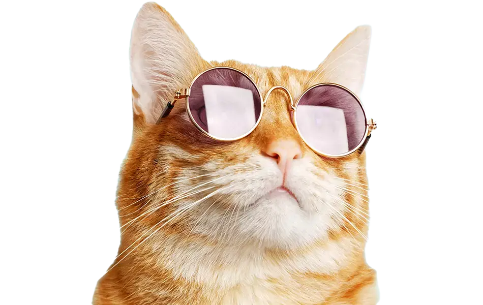 Katze mit Sonnenbrille